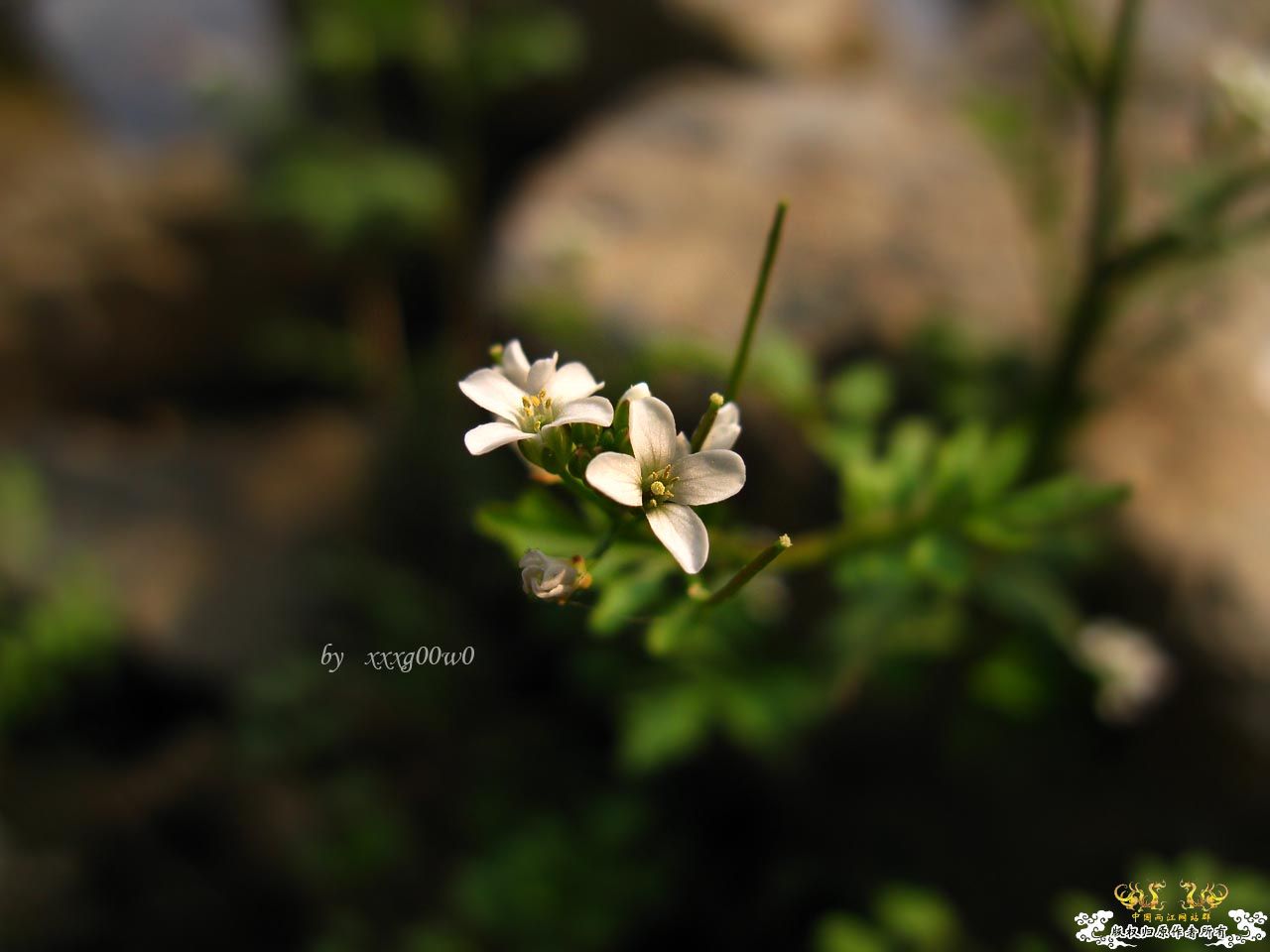 花花草草