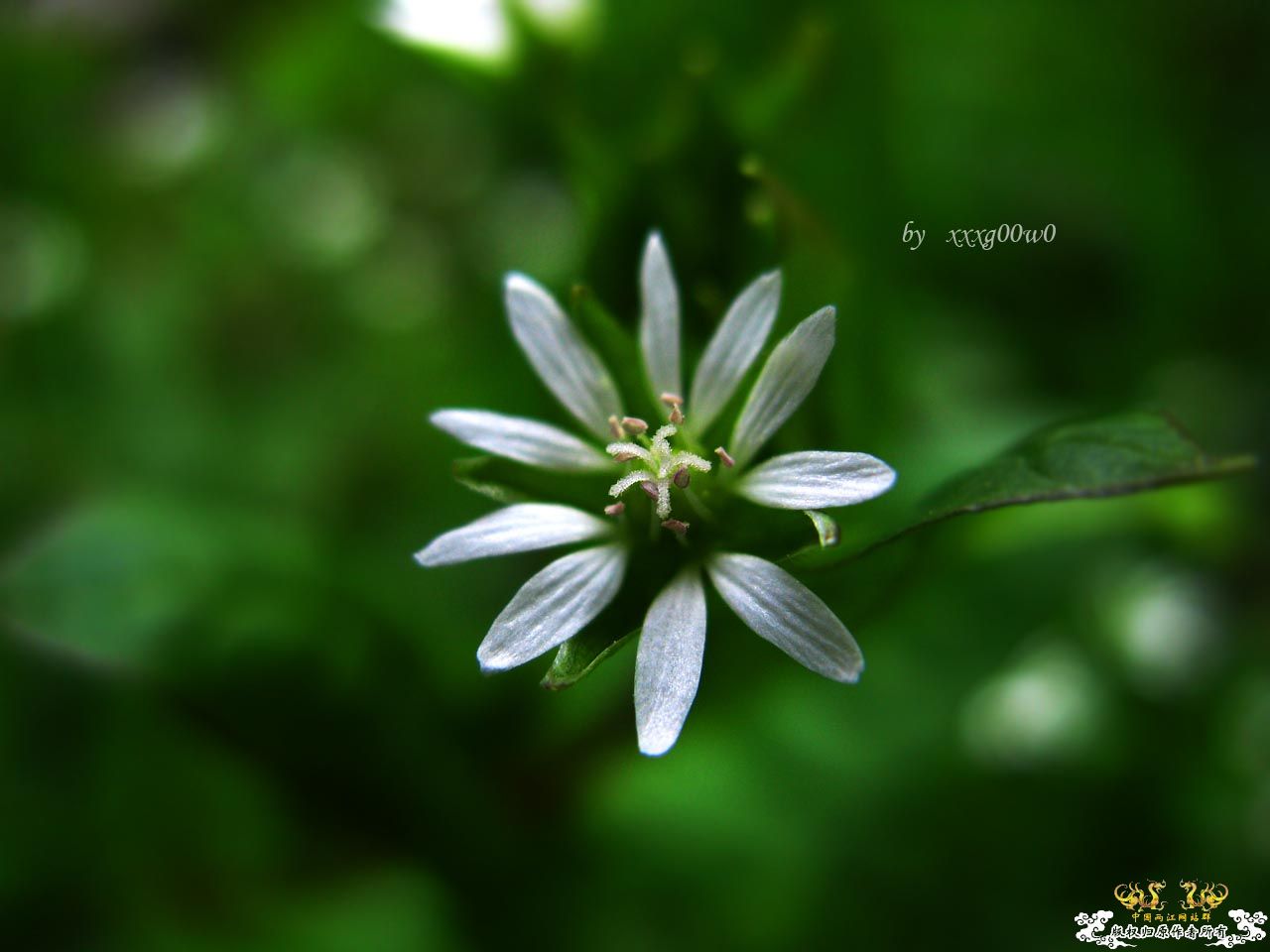 花花草草