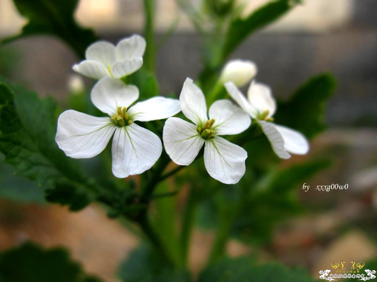 花花草草