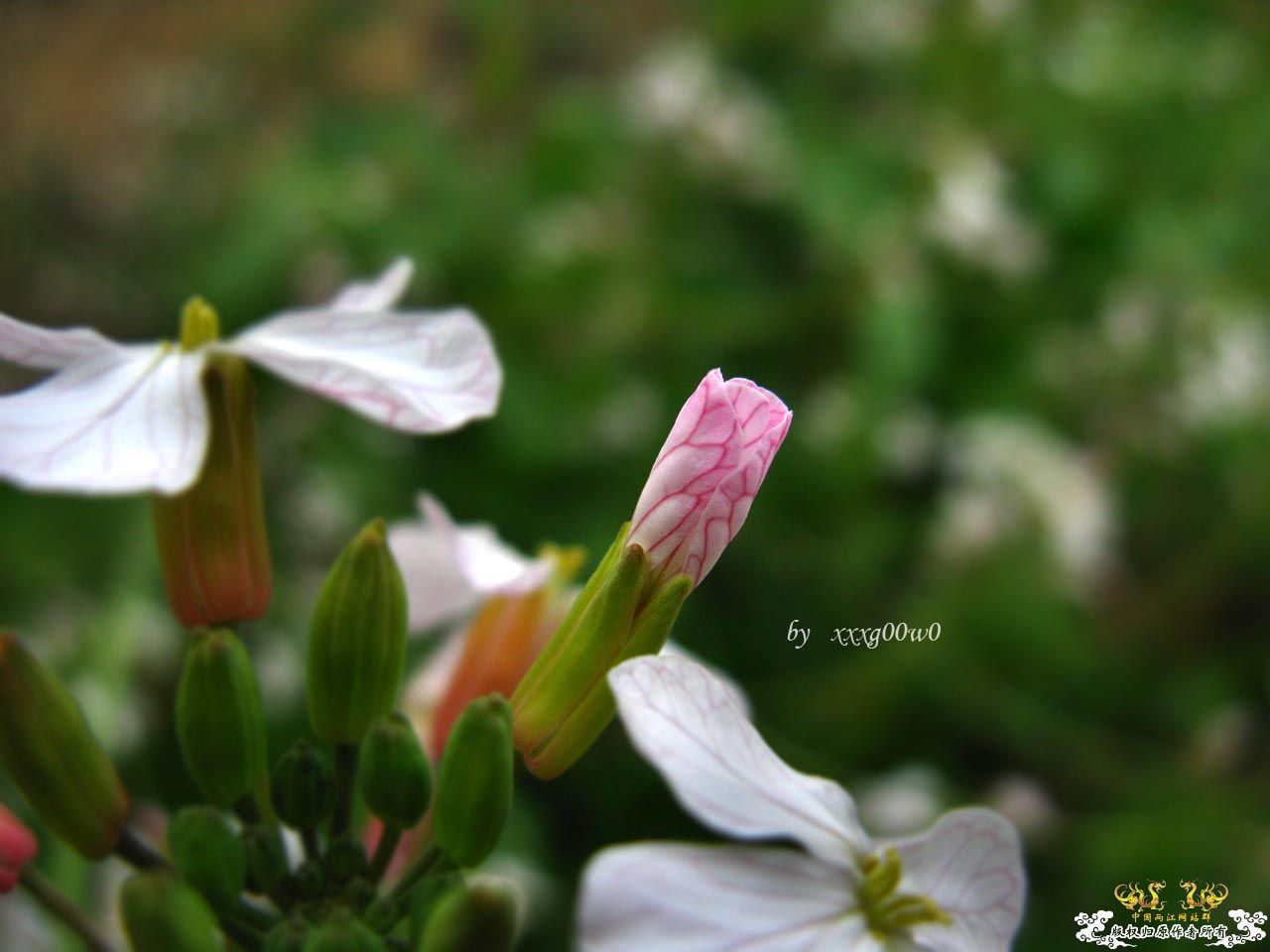 花花草草