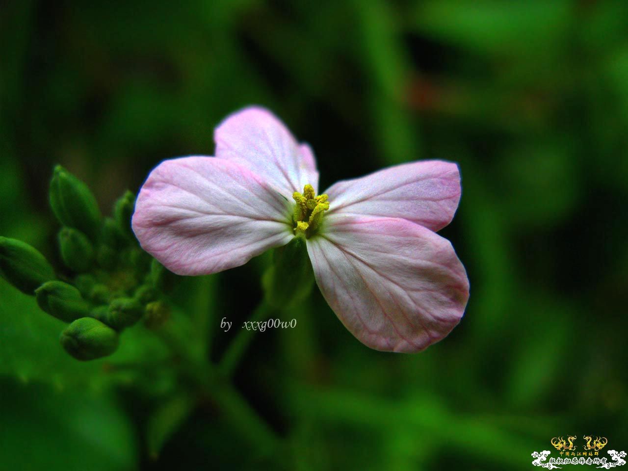 花花草草