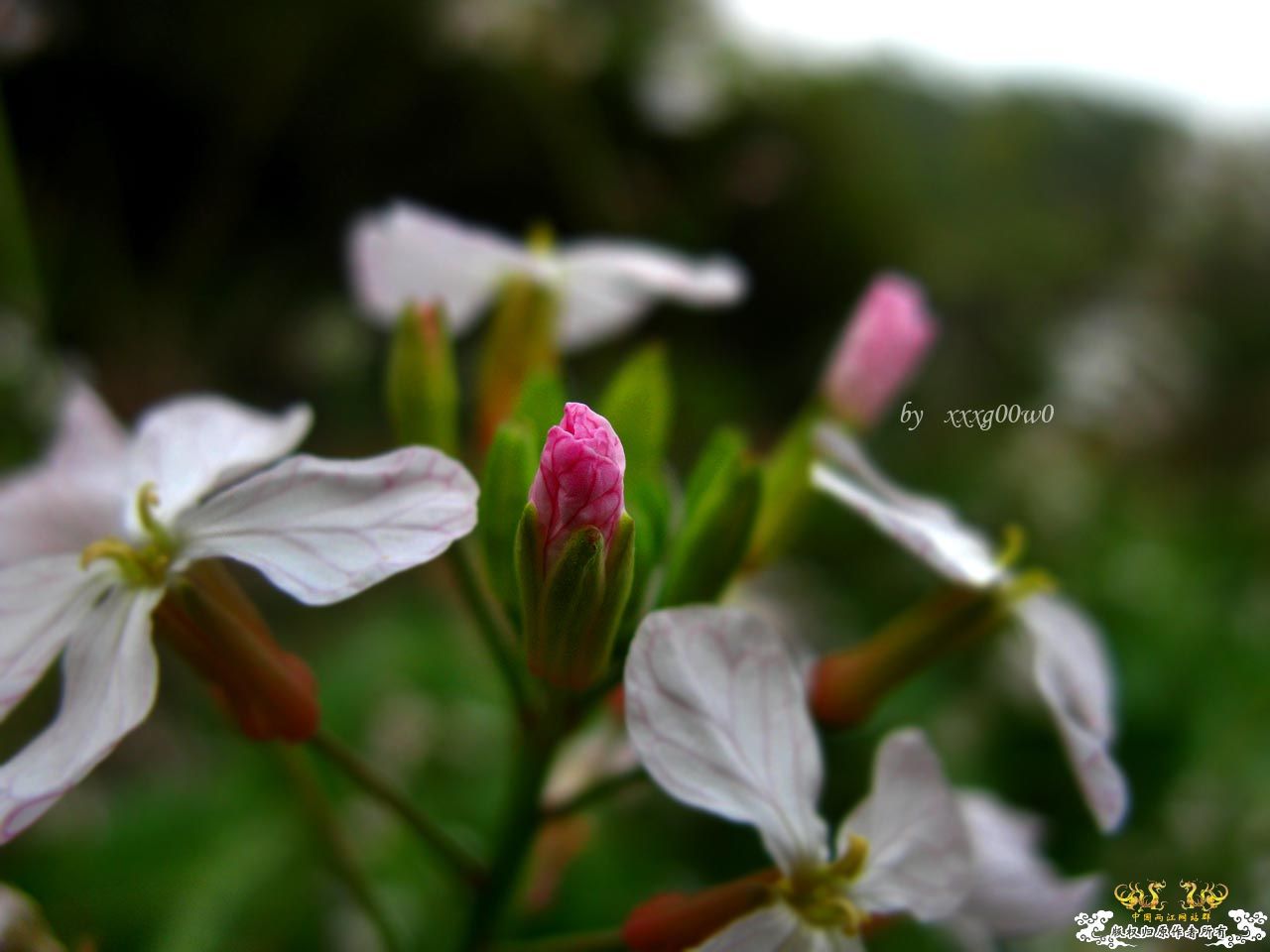 花花草草