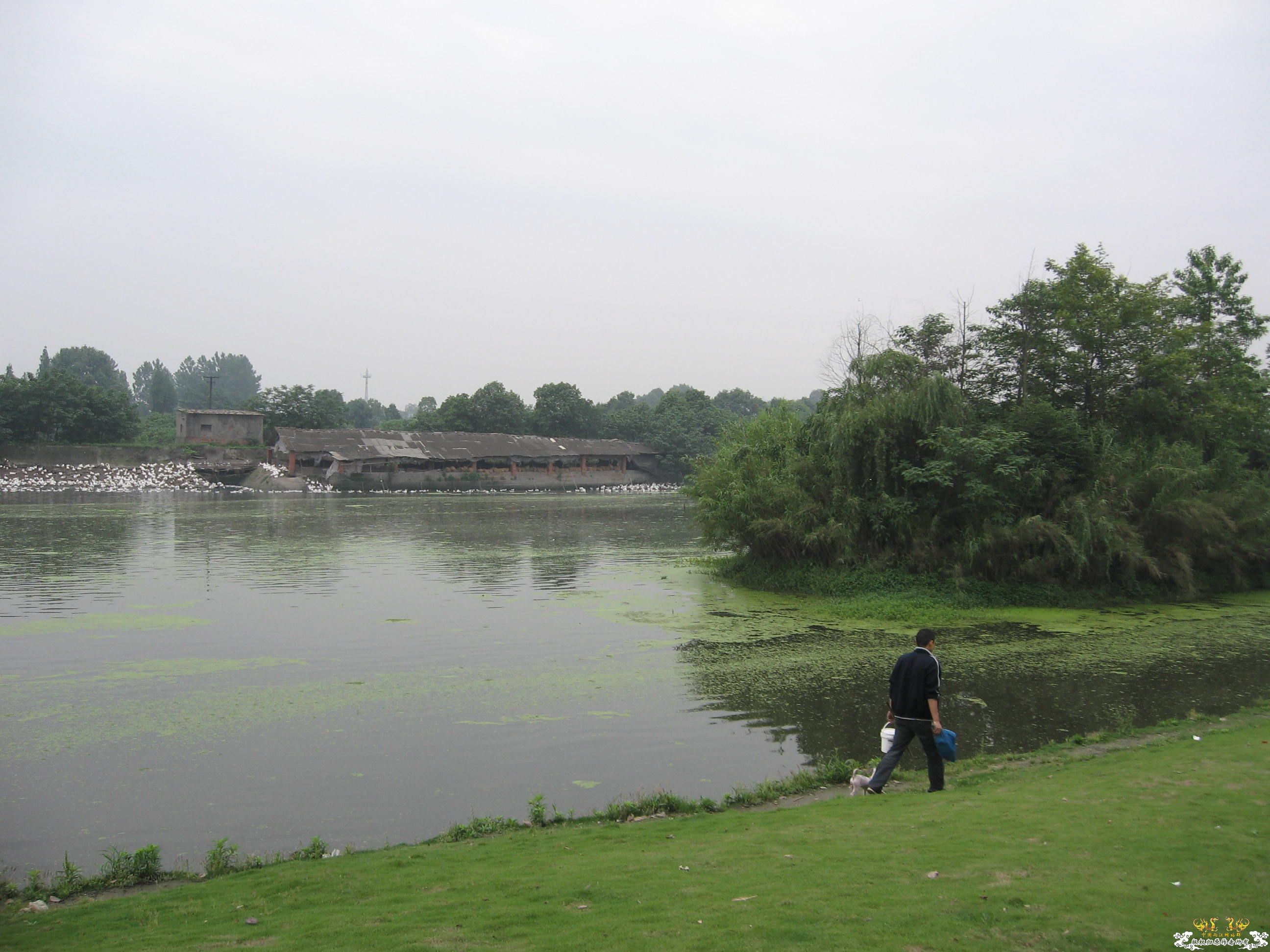 今天的野采