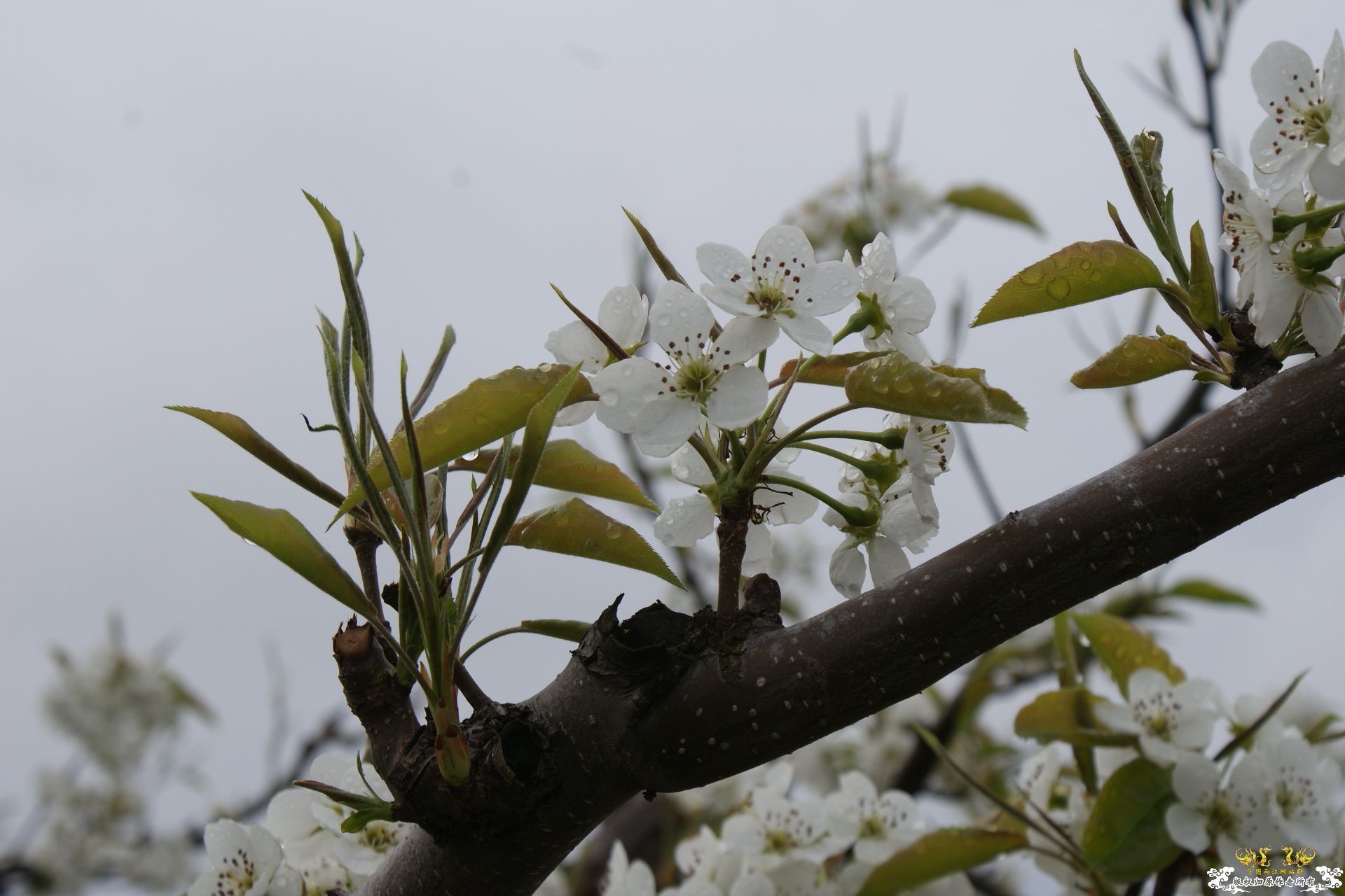 龙井市梨花节