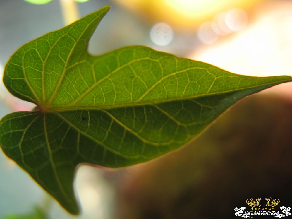 [原创]我的生物角--目前生活也就这么点乐趣