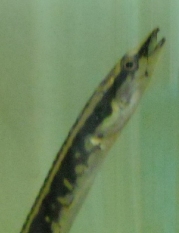 刺鳅
