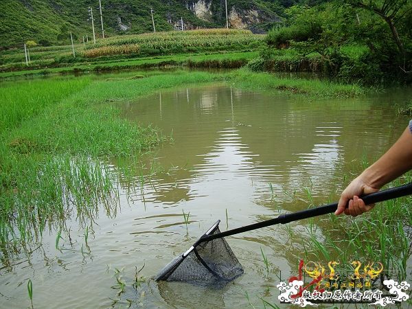 7月19-20日的野采日记（选自：红棉树巴盖日记）