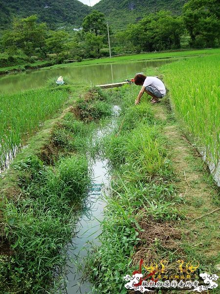 7月19-20日的野采日记（选自：红棉树巴盖日记）