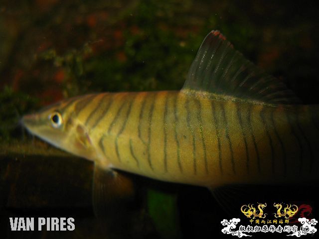 Syncrossus SP缅甸虎沙鳅