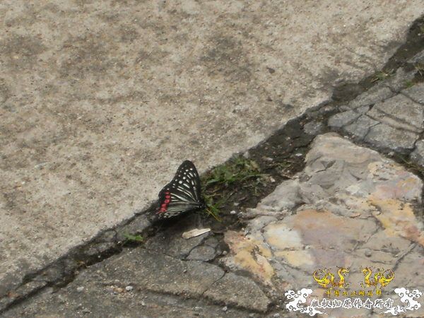 南京常见蝶类纪录（慢慢积累更新中）