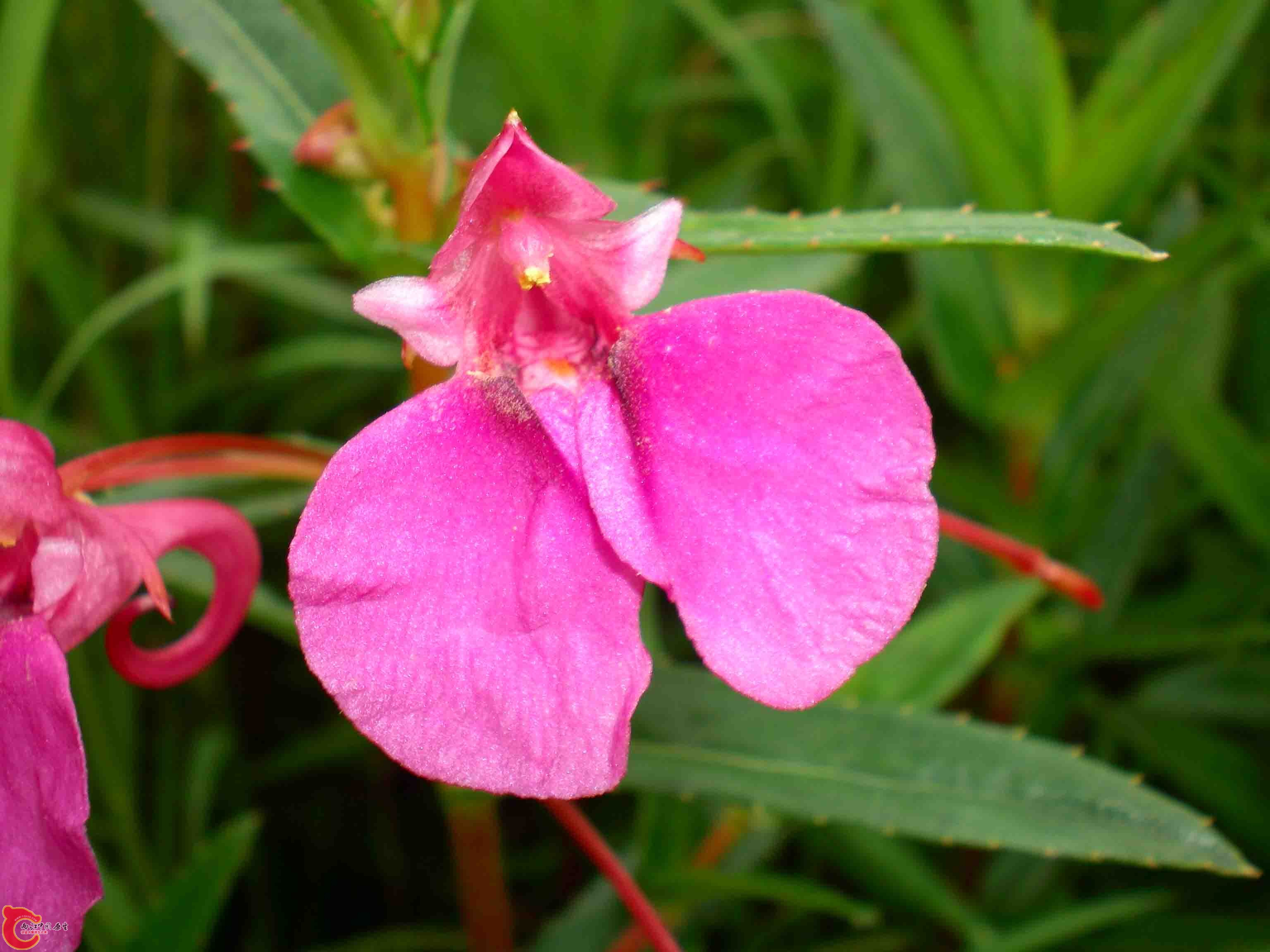 華鳳仙