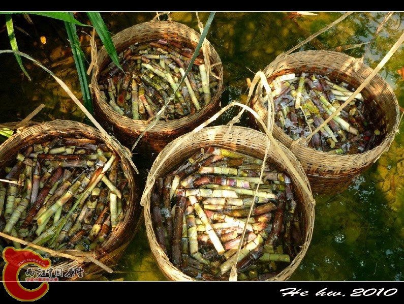 被砍成一节节的甘蔗，泡在水里用来做种