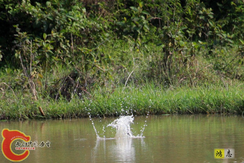 斑鱼狗 入水