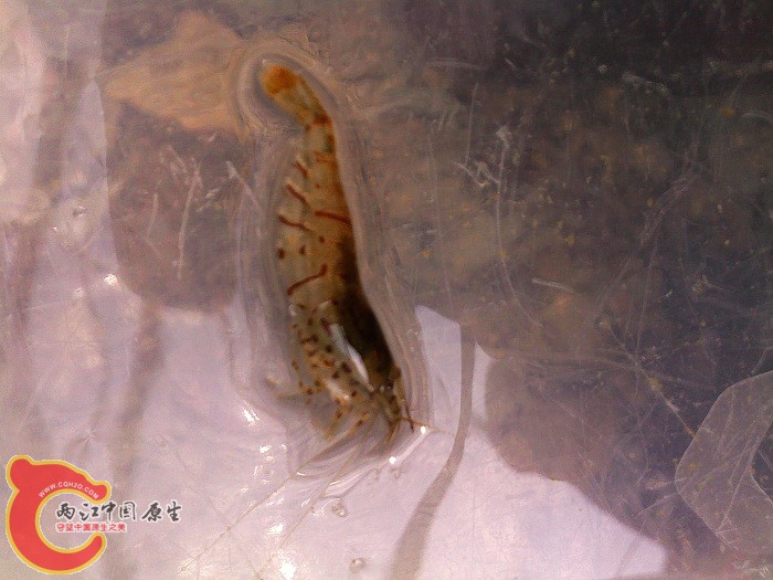 浙系虎纹虾