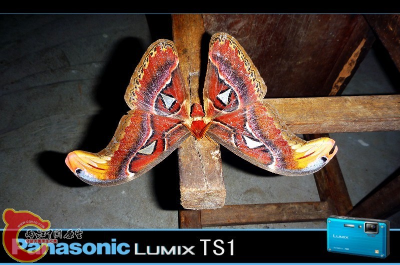 Attacus atlas皇蛾