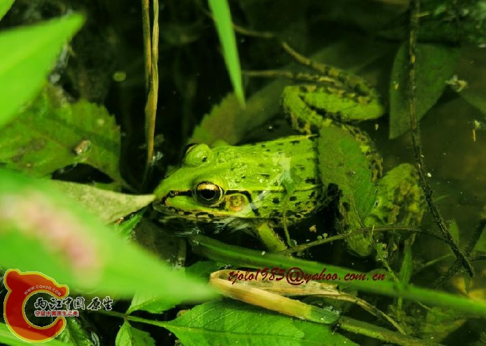 黑斑恻褶蛙 Pelophylax nigromaculata (Hallowell, 1861).jpg