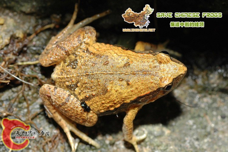 饰纹姬蛙 Microhyla ornata.jpg