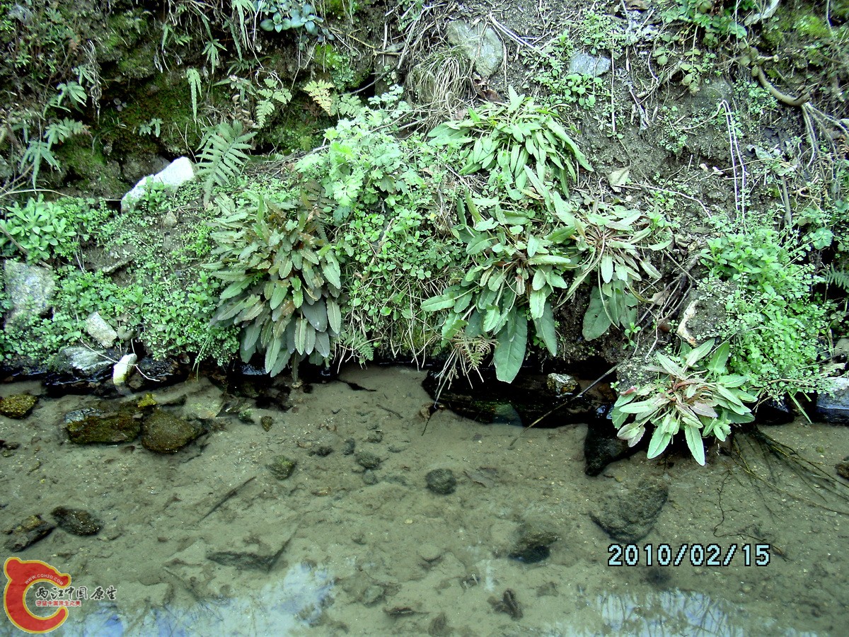 15水清苔浅.jpg