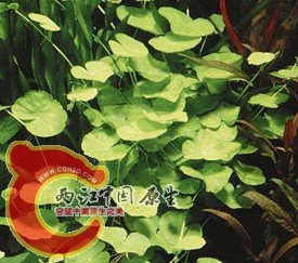 Hydrocotyle_leucocephala.jpg