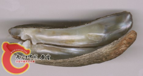 Lanctriformis150v.jpg