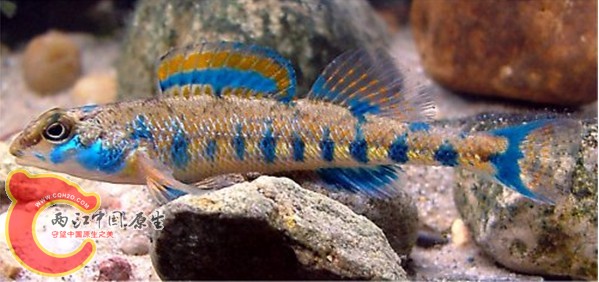 Speckled Darter.jpg