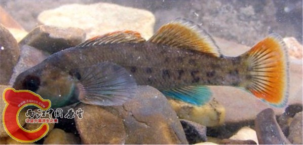 Tuskaloosa Darter.jpg