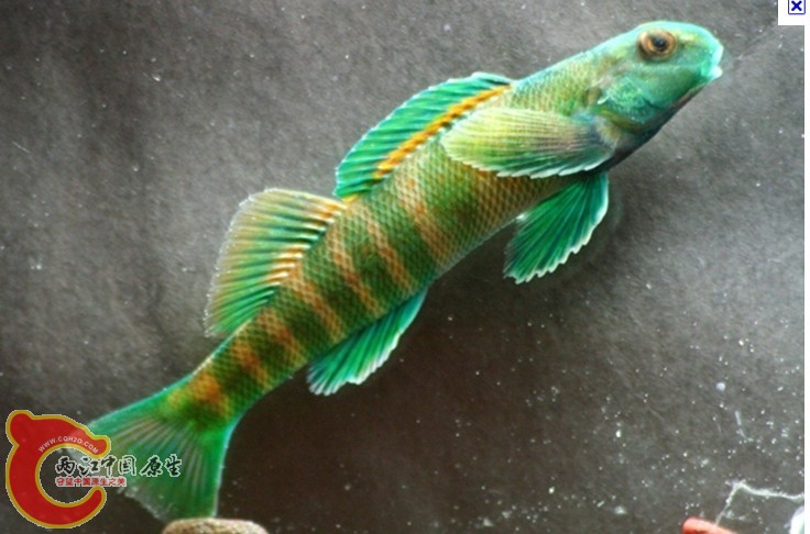 Greenside Darter2.jpg