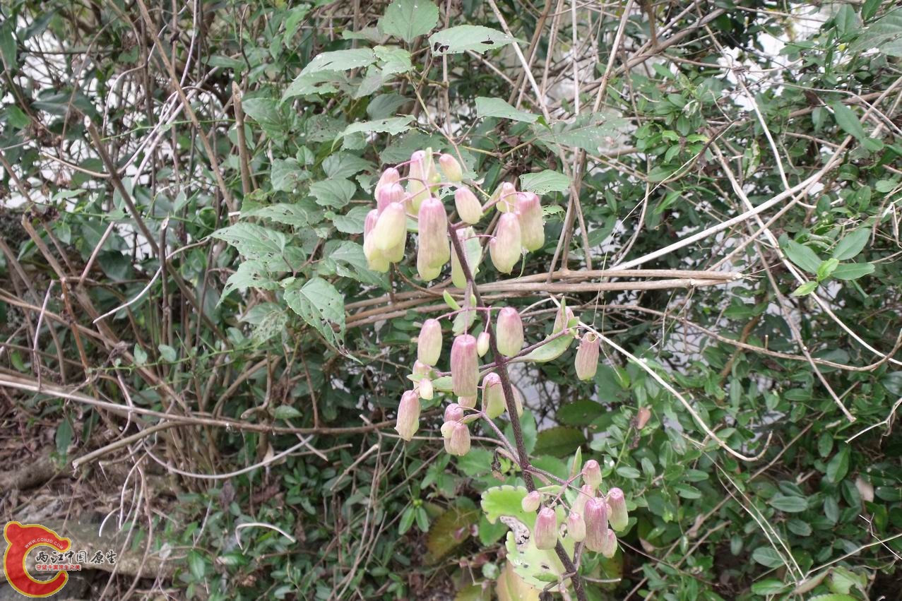 这边叫落地生根，摘一叶子回去种，叶子可从边缘长出根来，发芽长成植株。神奇